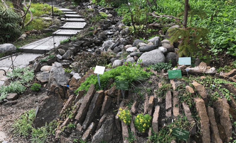 plant species from the botanical garden in copenhagen