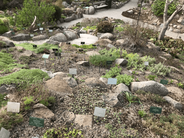 types of plants in the botanical garden of copenhagen